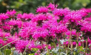 Bee Balm