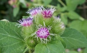 Common Burdock