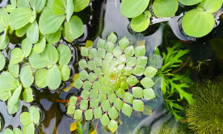 Floating Aquarium Plants