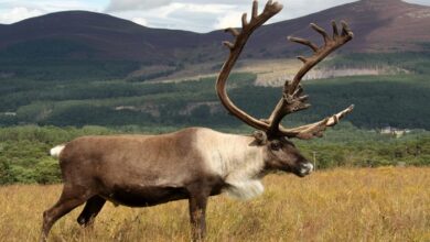 Reindeer Antler