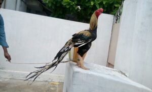 Parrot Beak Aseel