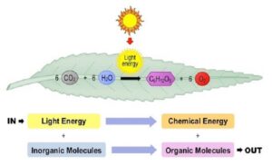 light energy to chemical energy