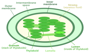 pigment molecules in chloroplast