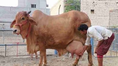 Sahiwal cow milk per day