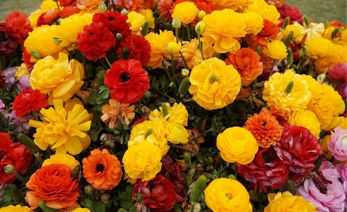 winter flowers in India